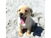 Lab puppy for $200